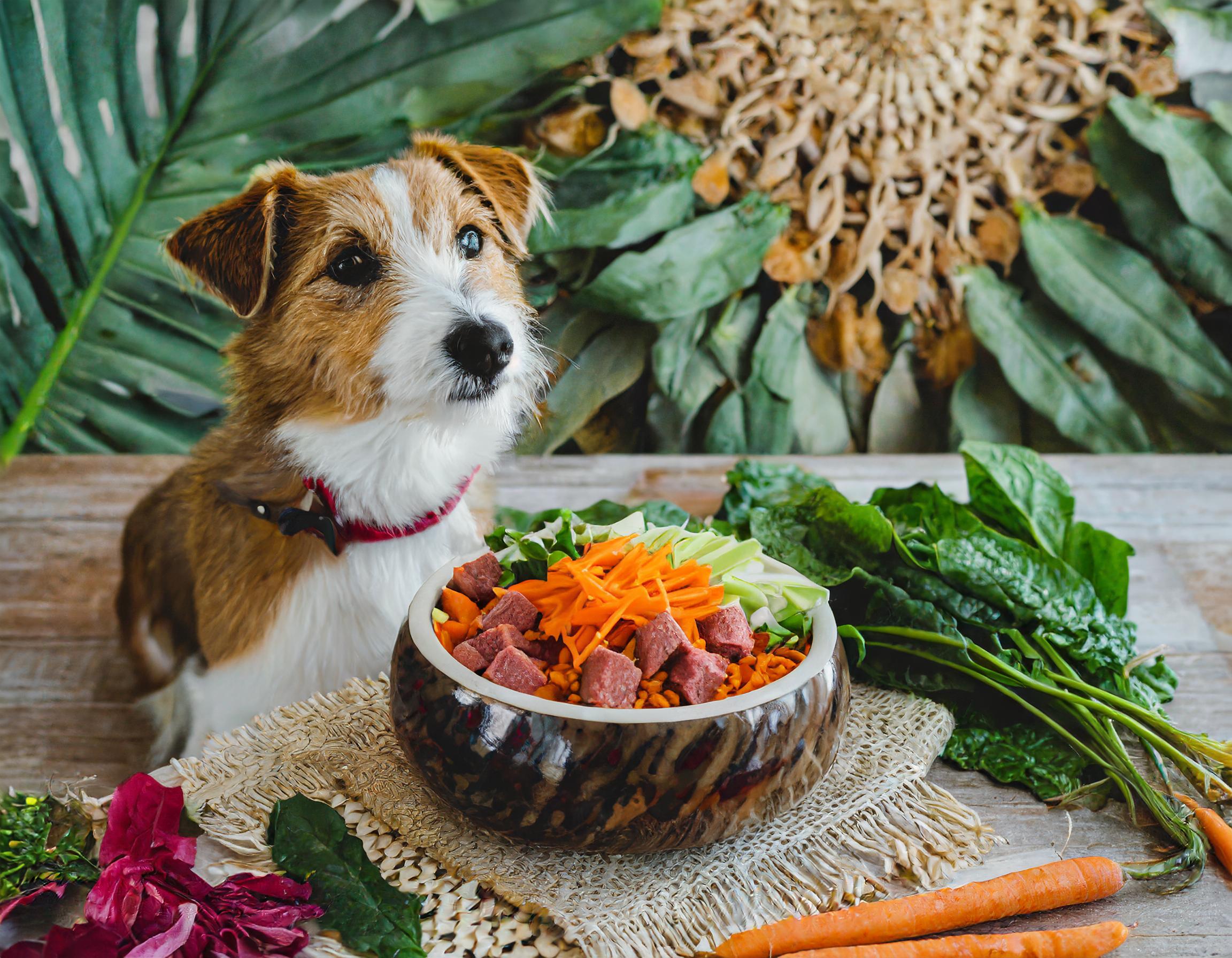 Cómo Tomar la Decisión de Cambiar la Comida de tu Perro